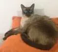 Gato raça Siamês  idade 1 ano nome Luna