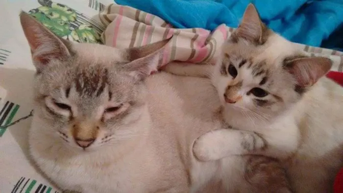 Gato ra a Não definida idade 2 a 6 meses nome Tom e Mel