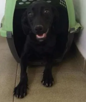 Cachorro raça SRD idade 1 ano nome Mercedes