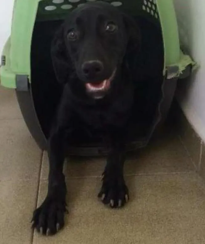 Cachorro ra a SRD idade 1 ano nome Mercedes