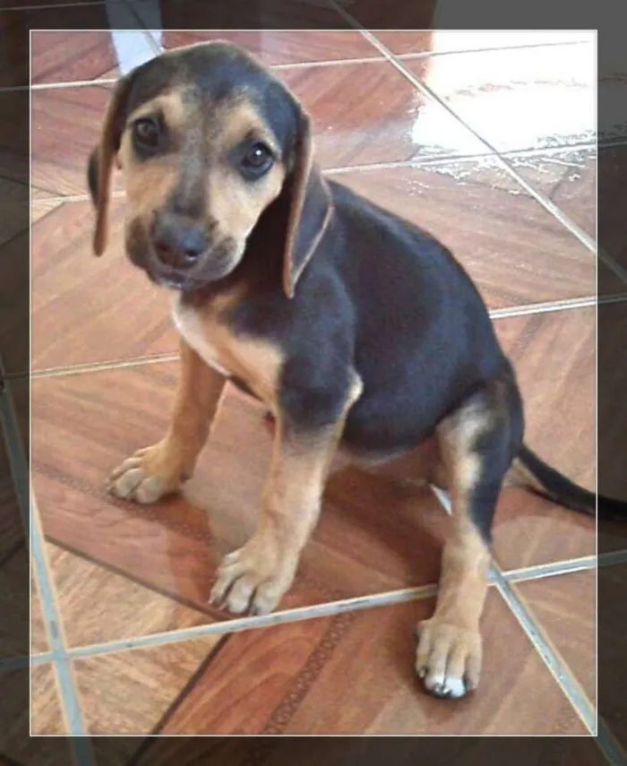 Cachorro ra a SRD idade 2 a 6 meses nome Cookie