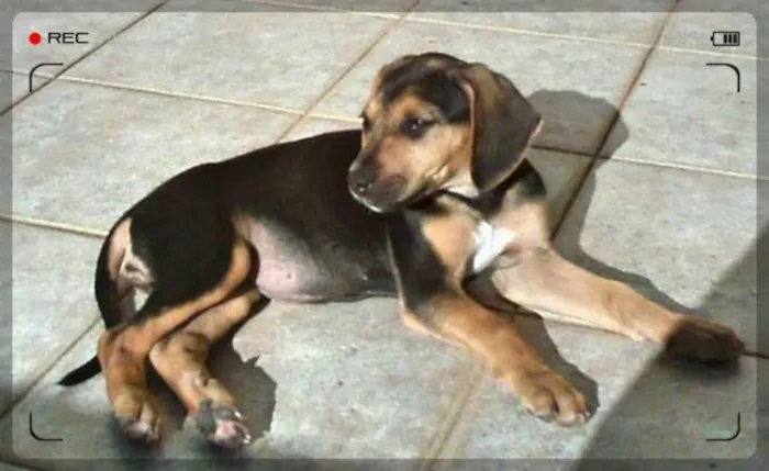 Cachorro ra a SRD idade 2 a 6 meses nome Cookie