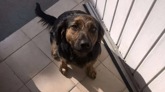 Cachorro ra a SRD idade 7 a 11 meses nome Vivi