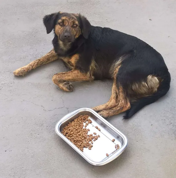 Cachorro ra a SRD idade 7 a 11 meses nome Vivi
