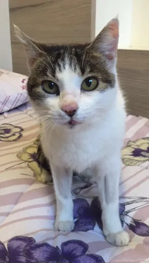 Gato raça SRD idade 7 a 11 meses nome Menina