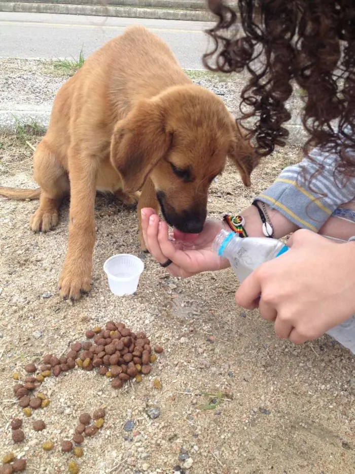 Cachorro ra a  idade 2 a 6 meses nome Maia