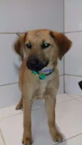 Maia