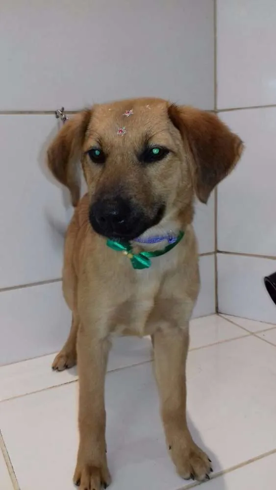 Cachorro ra a  idade 2 a 6 meses nome Maia