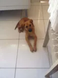 Maia