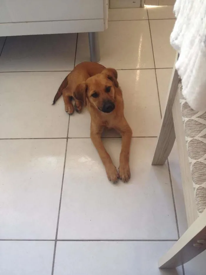 Cachorro ra a  idade 2 a 6 meses nome Maia