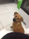 Maia