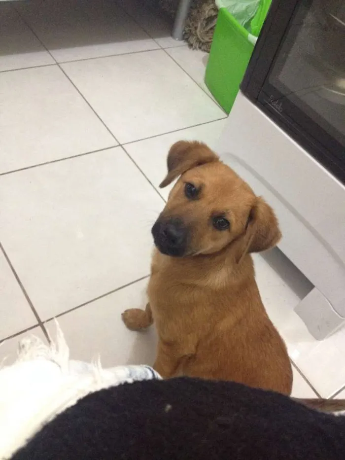 Cachorro ra a  idade 2 a 6 meses nome Maia