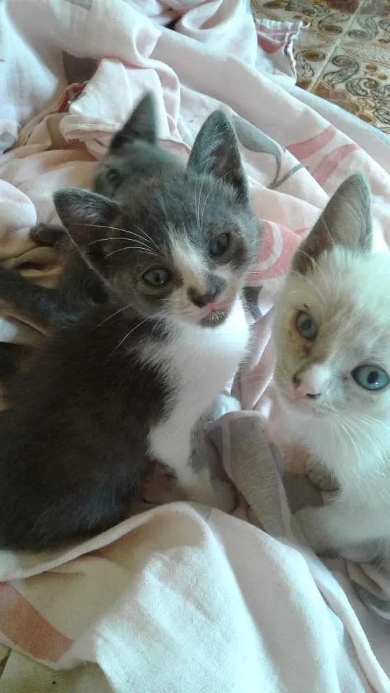 Gato ra a Comum idade Abaixo de 2 meses nome Floquinho,ranjado 