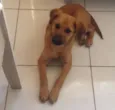 Maia