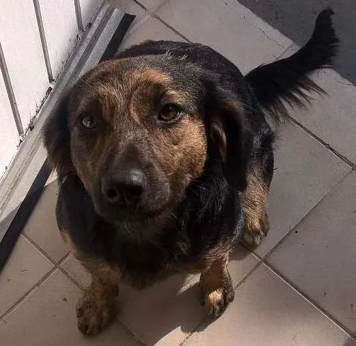 Cachorro ra a SRD idade 7 a 11 meses nome Vivi