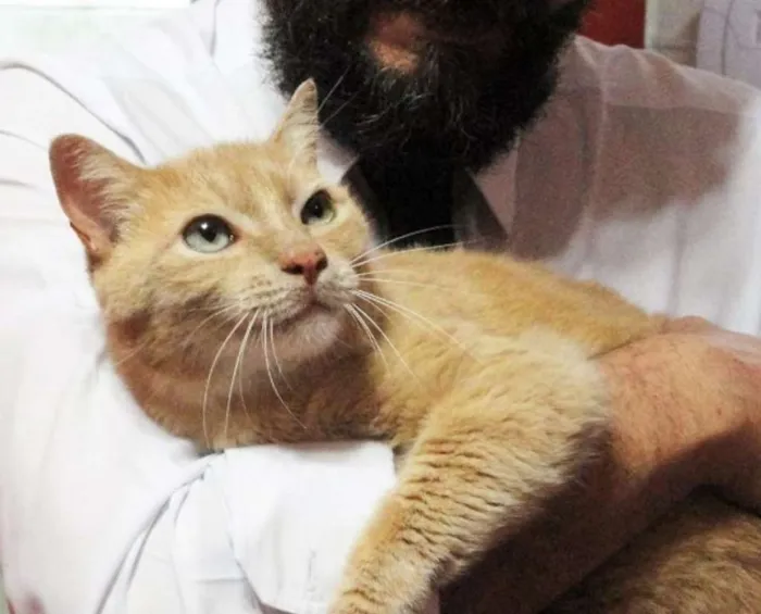 Gato ra a SRD idade 1 ano nome Íbis