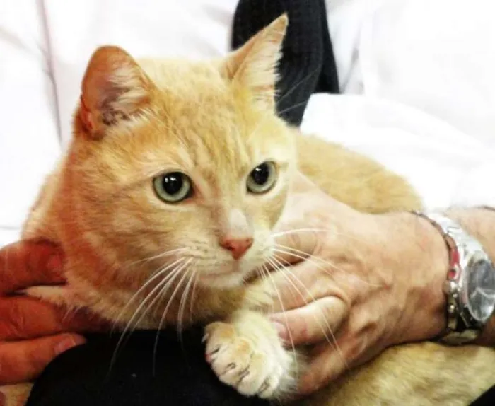Gato ra a SRD idade 1 ano nome Íbis