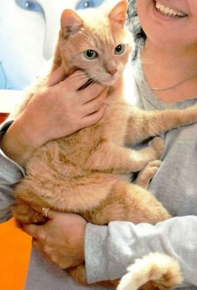 Gato ra a SRD idade 1 ano nome Íbis