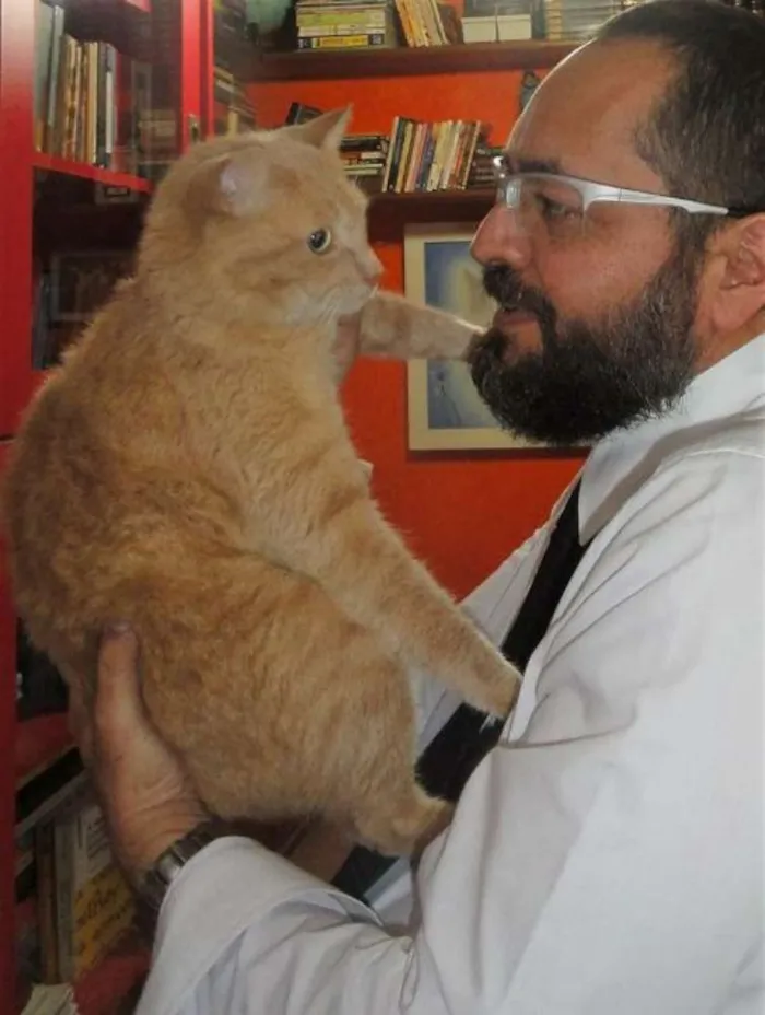 Gato ra a SRD idade 1 ano nome Íbis