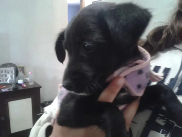 Cachorro ra a SRD idade 2 a 6 meses nome sem nome