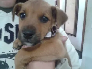 Cachorro raça SRD idade 2 a 6 meses nome sem nome