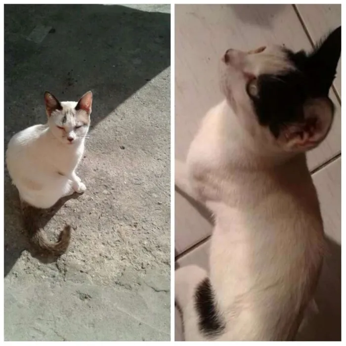 Gato ra a Comum idade 1 ano nome Chaninha e amora