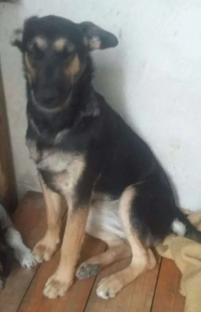 Cachorro ra a SRD idade 7 a 11 meses nome Bella