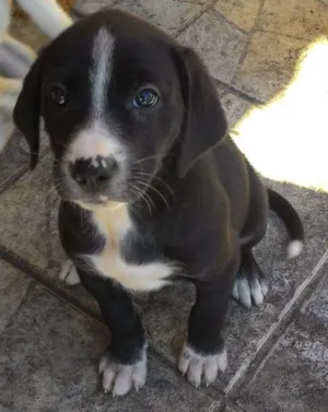 Cachorro raça Vira lata idade Abaixo de 2 meses nome Vilma