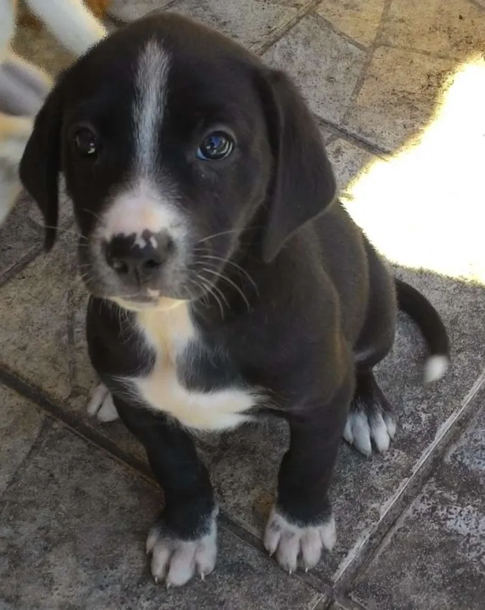 Cachorro ra a Vira lata idade Abaixo de 2 meses nome Vilma