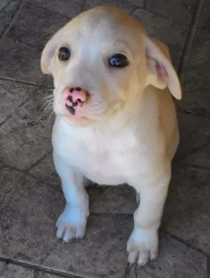Cachorro raça Vira lata idade Abaixo de 2 meses nome Snow