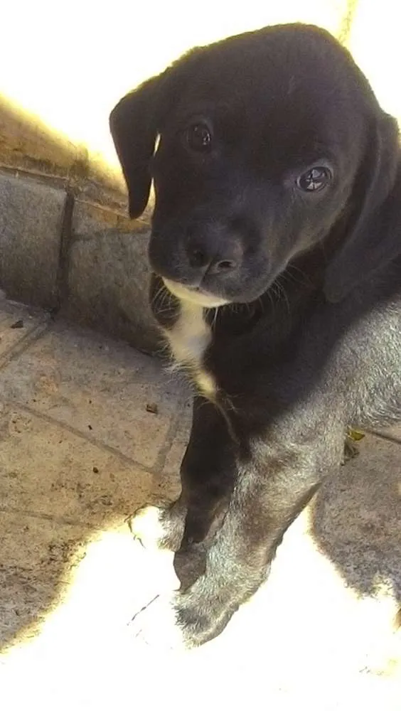 Cachorro ra a Vira lata idade Abaixo de 2 meses nome jacke