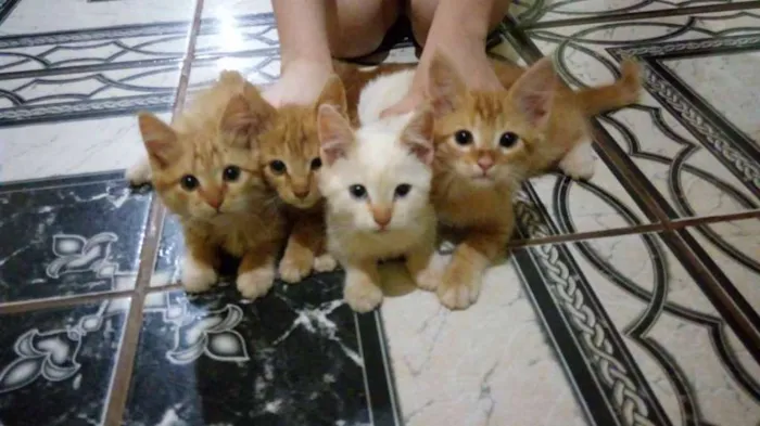 Gato ra a Vira Lata idade 2 a 6 meses nome Ginger e Ângela