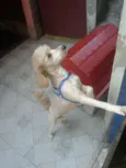 Tedy