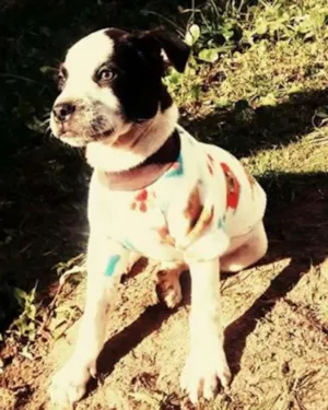 Cachorro raça SRD idade 2 a 6 meses nome Boris