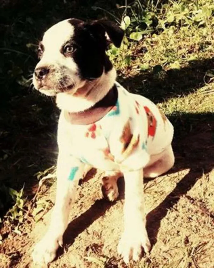 Cachorro ra a SRD idade 2 a 6 meses nome Boris