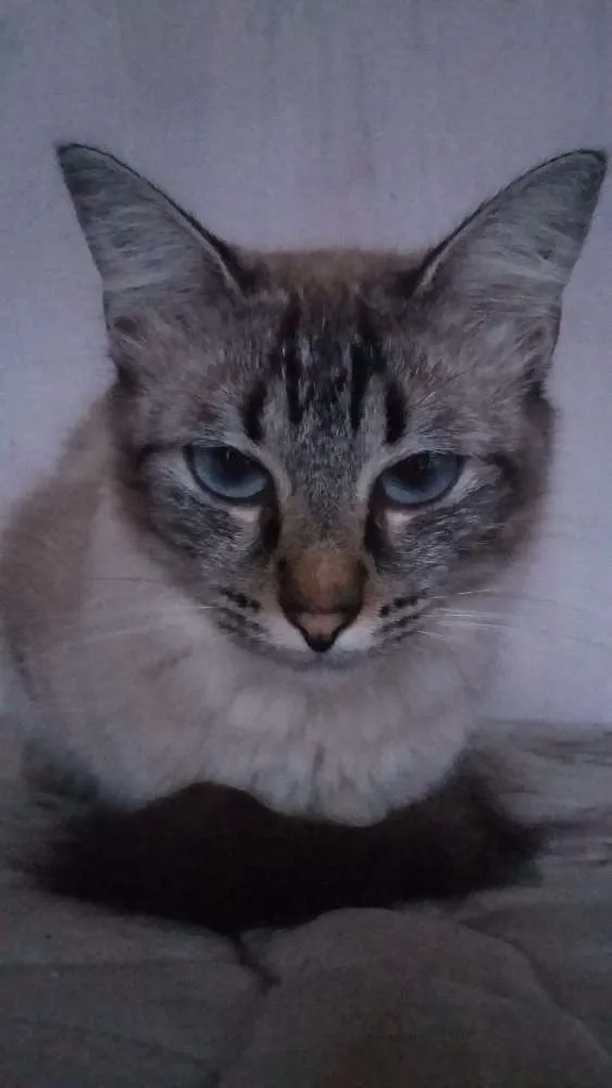 Gato ra a  idade 1 ano nome Nara e Naomi