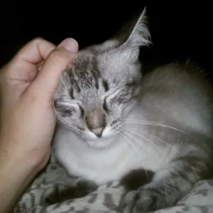 Gato raça  idade 1 ano nome Nara e Naomi