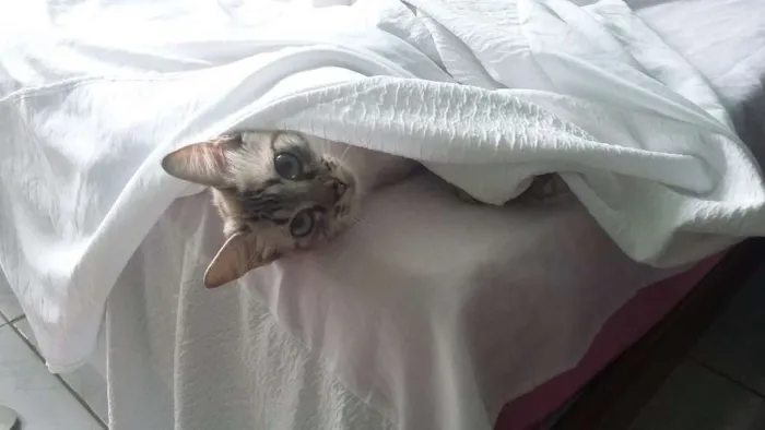 Gato ra a  idade 1 ano nome Nara e Naomi