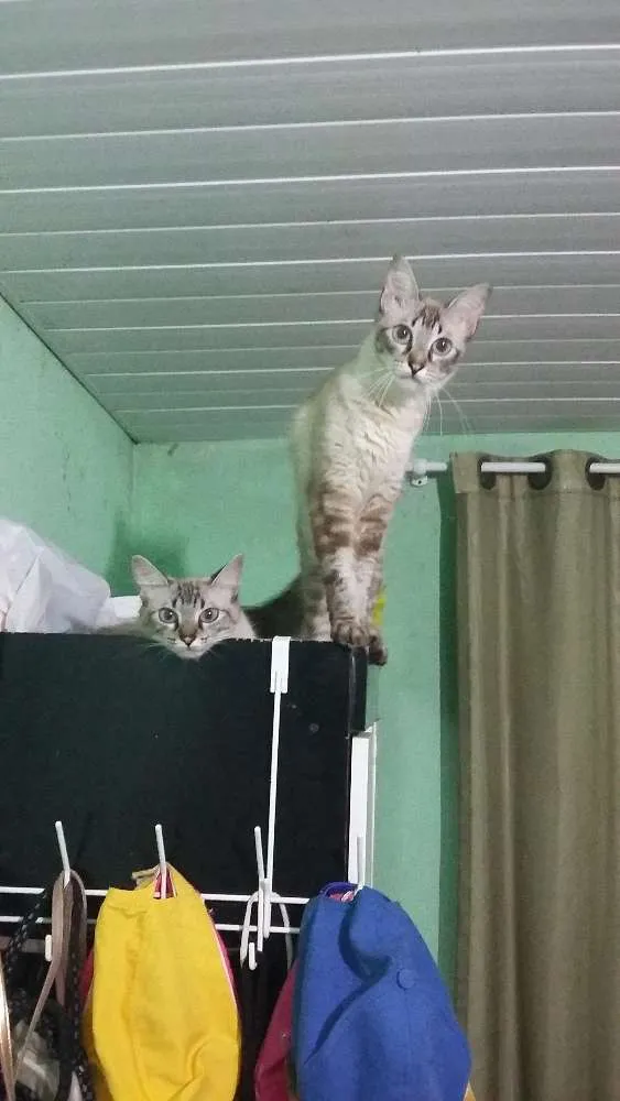 Gato ra a  idade 1 ano nome Nara e Naomi