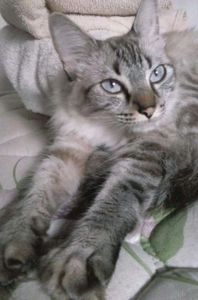 Gato ra a  idade 1 ano nome Nara e Naomi