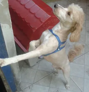 Cachorro raça Indefinida idade  nome Tedy