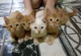 Ginger e Ângela