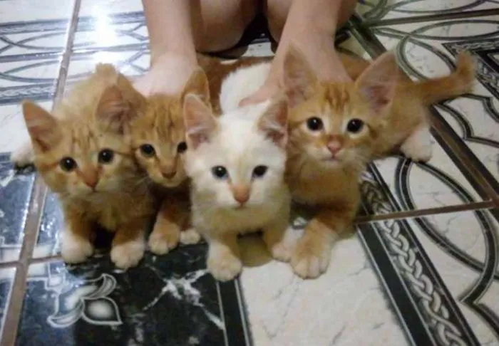 Gato ra a Vira Lata idade 2 a 6 meses nome Ginger e Ângela