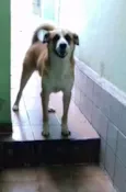 Bolota 