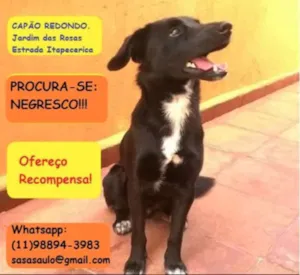 Cachorro raça Vira-lata idade 7 a 11 meses nome Negresco GRATIFICA
