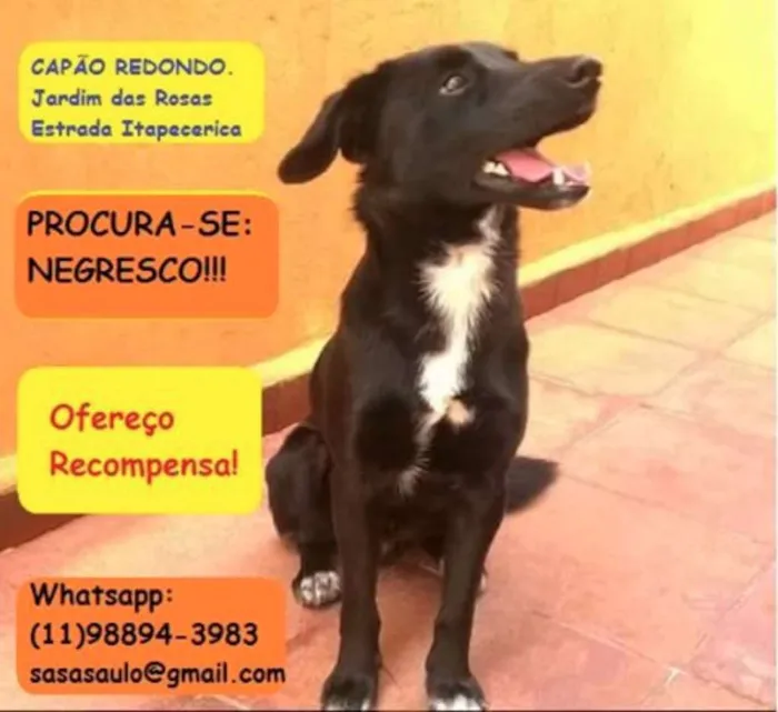 Cachorro ra a Vira-lata idade 7 a 11 meses nome Negresco GRATIFICA