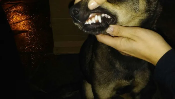 Cachorro ra a Vira lata idade 2 a 6 meses nome Sem nome