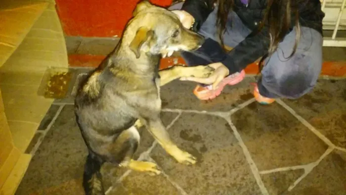 Cachorro ra a Vira lata idade 2 a 6 meses nome Sem nome