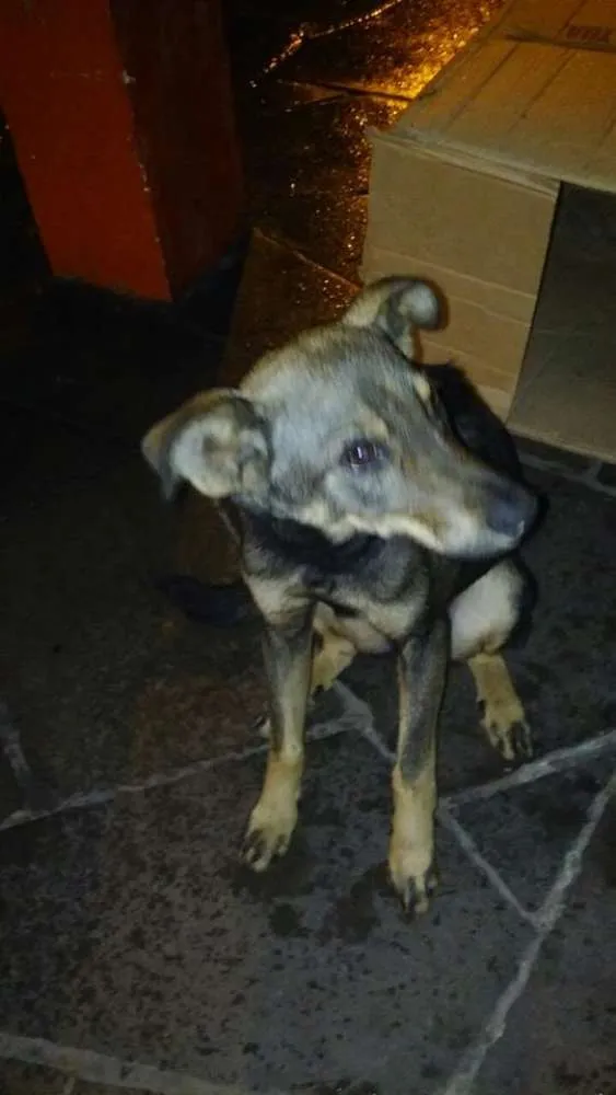 Cachorro ra a Vira lata idade 2 a 6 meses nome Sem nome