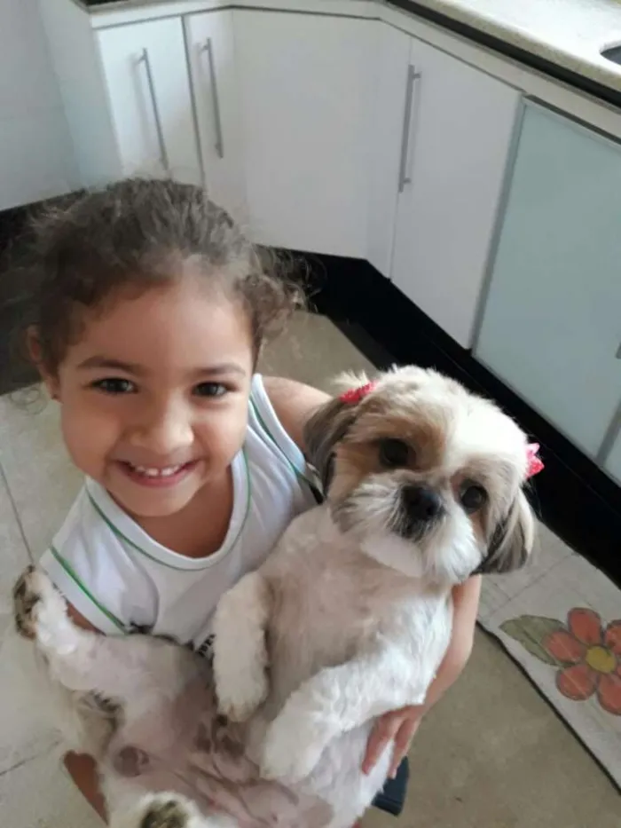 Cachorro ra a Shitzu idade 2 anos nome Mel